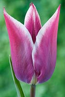 Tulipa  'Ballade' AGM, Lily-flowered Group  