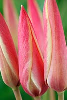 Tulipa clusiana 'Cynthia' AGM - Lady tulip  