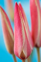Tulipa clusiana 'Cynthia' AGM - Lady tulip