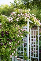 Climbing Rosa 'Cecile Brunner' and Clematis viticella 'Polish Spirit' scrambling over rose arch. Grange Rousseau, Tarn, France.