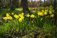 Narcissus Tete-a-Tete - Daffodils growing at the base of a tree in spring