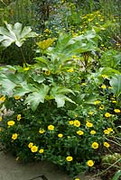 Chrysanthemum segetum - Corn marigold - under Tetrapanax papyrifer in the exotic garden at Great Dixter