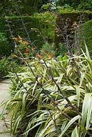 Phormium cookianum subsp. hookeri 'Tricolor' in the exotic garden at Great Dixter