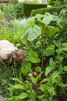 Fergus Garrett removing side shoots of Paulownia tomentosa in the exotic garden at Great Dixter