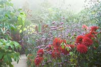 Foggy morning in the exotic garden at Great Dixter. Dahlia 'Wittemans Superba' and Verbena bonariensis in the foreground