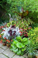Collection of summer pots at Great Dixter including Ensete, Aeonium 'Zwartkop' syn. 'Schwarzkopf' and begonias