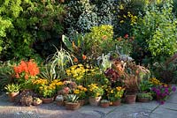 Pot display in the mosaic garden at Great Dixter. Agaves, Ensete, rudbeckias, grasses, salvias and aeoniums