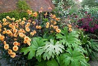 Dahlia 'David Howard' with Tetrapanax papyrifer and Canna 'Wyoming' in the exotic garden at Great Dixter