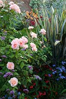 Rosa 'Chanelle' in the exotic garden at Great Dixter with Phormium 'Sundowner' and Ageratum houstoniarum 'Blue Horizon'