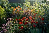 Early morning light in the exotic garden at Great Dixter. Dahlia 'Grenadier' in the foreground, Canna 'Wyoming' beyond