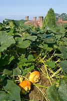 Gourds growing over the compost heap at Great Dixter