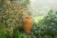 Empty stone pot in autumnal border with Rosa glauca hips and euphorbia