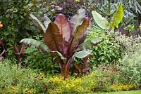 Ensete ventricosum in a border in John Massey's garden at Ashwood Nurseries. Banana plants