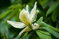 Magnolia x thompsoniana