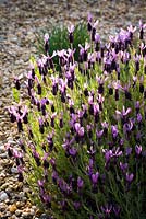 Lavandula stoechas - French lavender