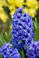 Hyacinthus 'Blue Jacket' in front of Narcissus 'Hawera'