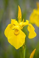 Iris pseudacorus - Yellow Flag iris