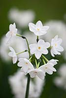 Narcissus 'Inbal' - Paperwhite daffodil