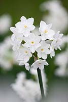 Narcissus 'Inbal' - Paperwhite daffodil
