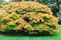 Acer palmatum 'Linearilobum' - John F Kennedy Arboretum, New Ross, Co. Wexford, Ireland. Established 1968. Managed by the Office of Public Works