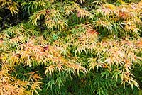 Acer palmatum 'Linearilobum' - John F Kennedy Arboretum, New Ross, Co. Wexford, Ireland. Established 1968