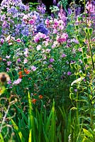 Epilobium angustifolium aka Chamaenerion angustifolium - Rose-bay Willow Herb with Campanula lactiflora and Malva moschata rosea in the Wild Garden, Veddw House Garden.