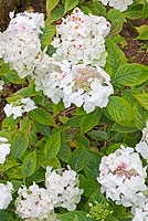 Hydrangea macrophylla 'Lanarth White' 