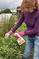 Lady spraying broad beans for blackfly control, with proprietary ready for use spray, wearing protective gloves
