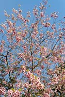 Prunus 'Shirofugen' - Japanese flowering cherry