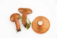 Lactarius subduleis - Mild milkcap fungi, a common fungus found under broadleaved trees in the UK