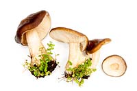 Melonoleuca polioleuca - Common cavalier fungus, found in woods and pastures