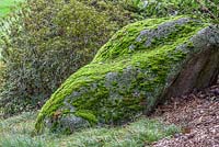 Rock coverd by moss