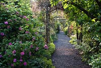 Path leading through rose borders with pergolas at Dalemain House, Cumbria, England