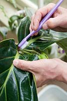 Cleaning mealybug from Medinilla foliage using a toothbrush and methylated spirit