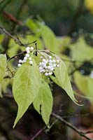 Callicarpa japonica 'Leucocarpa'