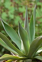 Agave americana - American century plant 