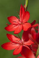 Hesperantha coccinea 'Major' - Kaffir lily 