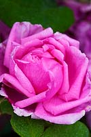 Rosa 'Madame Caroline Testout' (Hybrid Tea). Llanllyr Garden, Talsarn, Wales. Welsh Historic Garden Grade II. June. The Rose Borders.