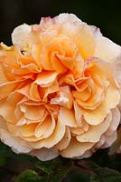 Rosa 'Buff Beauty' (Hybrid Musk). Llanllyr Garden, Talsarn, Wales. Welsh Historic Garden Grade II. June. The Rose Borders. 