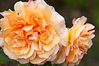 Rosa 'Buff Beauty' (Hybrid Musk). Llanllyr Garden, Talsarn, Wales. Welsh Historic Garden Grade II. June. The Rose Borders. 
