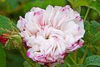 Rosa 'Leda' (Damask). Llanllyr Garden, Talsarn, Wales. Welsh Historic Garden Grade II. June. The Rose Borders. 