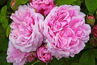 Rosa 'Duchesse d'Angouleme'. Llanllyr Garden, Talsarn, Wales. Welsh Historic Garden Grade II. June. The Rose Borders. 