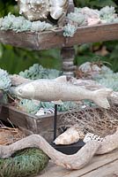 Echevaria elegans planted in wooden crates with fish ornament
