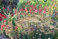 Border with Achillea 'Pomegranate' and Persicaria amplexicaulis 'Fat Domino'