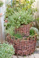 Herb basket planted with Allium schoenoprasum, Rumex and Tulbaghia violacea