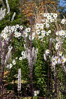 Late Autumn border with leucanthemella serotina and Actaea simplex - Atropurpurea Group 'Brunette'