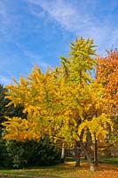 Ginkgo biloba - Maidenhair Tree in autumn