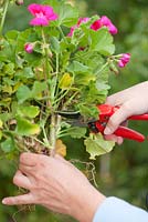 Overwintering pelargonium - Step by step - woman cuts 2/3 of the growth using secateurs.