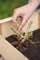 Overwintering pelargonium - Step by step - woman placing well prepared pelargonium in wooden crate filled with compost.