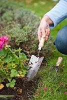 Overwintering pelargonium - Step by step - woman digging pelargonium out of the bed using hand trowel.